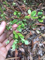 Pimelea altior