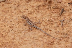 Ctenophorus spinodomus