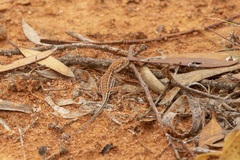 Ctenophorus spinodomus