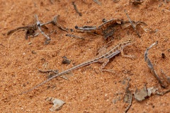 Ctenophorus spinodomus