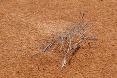 Ctenophorus spinodomus