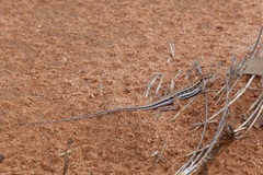 Ctenophorus spinodomus