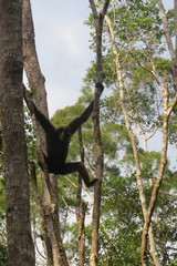 Hylobates albibarbis