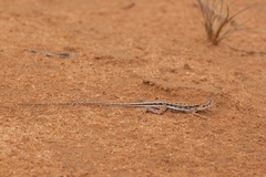 Ctenophorus spinodomus