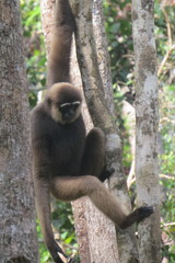 Hylobates albibarbis