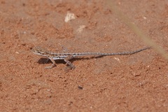 Ctenophorus spinodomus