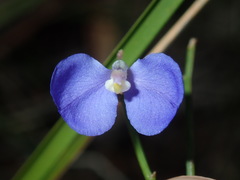 Comesperma sphaerocarpum