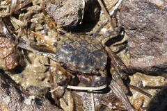 Paragrapsus laevis