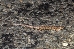 Eremiascincus richardsonii