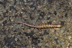 Eremiascincus richardsonii