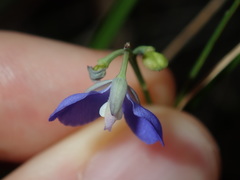 Comesperma sphaerocarpum