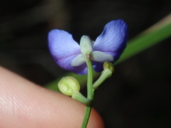 Comesperma sphaerocarpum