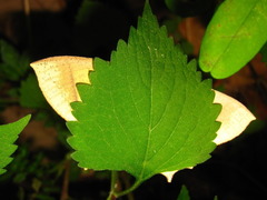 Thinopteryx crocoptera