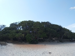 Anacardium occidentale