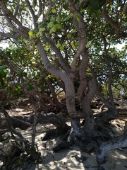 Anacardium occidentale