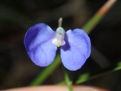 Comesperma sphaerocarpum