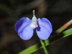 Comesperma sphaerocarpum