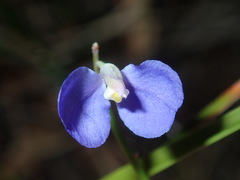 Comesperma sphaerocarpum