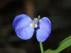 Comesperma sphaerocarpum