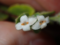 Pimelea altior