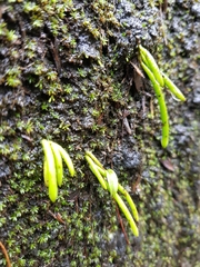 Dendrobieae
