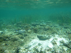 Lutjanus decussatus