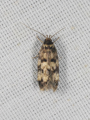 Barea zygophora