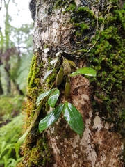 Dendrobium tetragonum