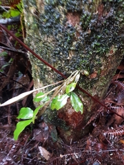 Dendrobium tetragonum
