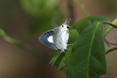 Hypolycaena phorbas