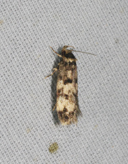 Barea zygophora