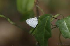 Hypolycaena phorbas