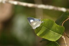 Hypolycaena phorbas