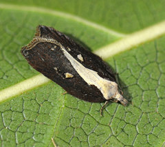 Acleris cristana