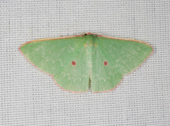 Chlorocoma cadmaria