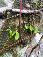 Sarcochilus