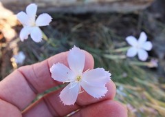 Dianthus thunbergii