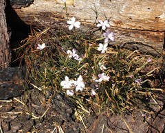 Dianthus thunbergii