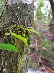 Sarcochilus