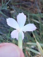 Dianthus thunbergii