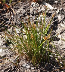 Cyperus sphaerospermus