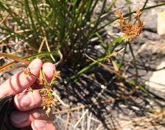 Cyperus sphaerospermus
