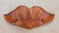 Goodia kuntzei