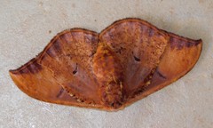 Goodia kuntzei