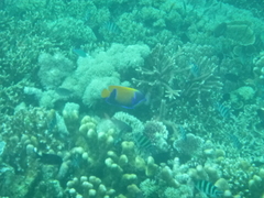 Pomacanthus navarchus