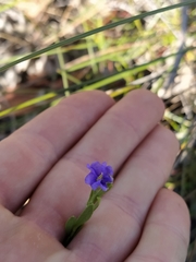 Dampiera linearis