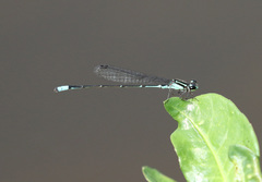 Acanthagrion lancea