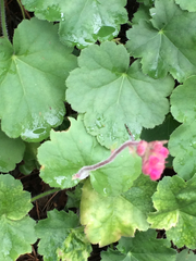 Heuchera sanguinea