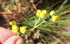 Hermannia aff-denudata