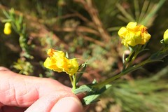 Hermannia aff-denudata